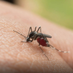 Emergencia por dengue
