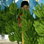 Cierre de fincas bananeras