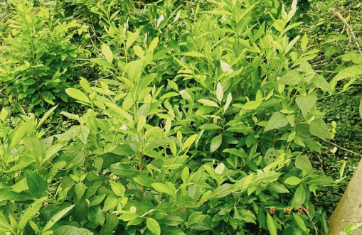 Aseguramiento de plantaciones de hoja de coca