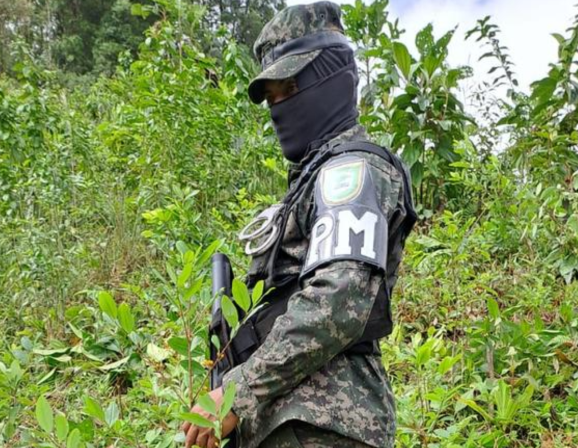 Aseguramiento de plantaciones de coca