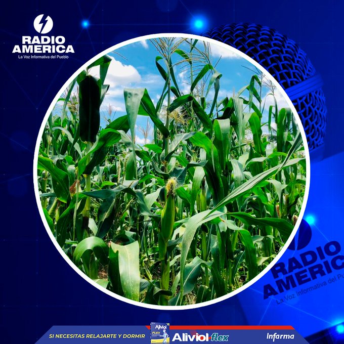 Seguridad alimentaria