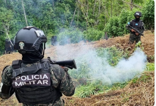 Operativos de seguridad: PMOP incineró un total de 66 mil plantas de marihuana en Colón