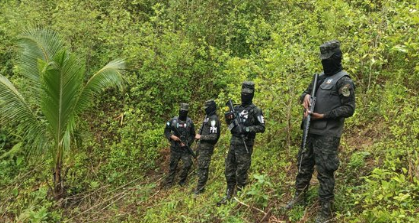 Aseguramiento de 7,000 arbustos de coca en La Masica, Atlántida