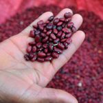 Seguridad alimentaria