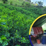Más de 48 mil arbustos de coca y un narcolaboratorio asegurados en Colón