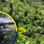 Aseguran más de 46 mil arbustos de coca y narcolaboratorio en Colón.
