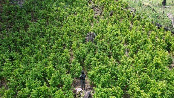 ¡Interminable! Aseguran plantaciones de coca y marihuana en montaña de Colón.